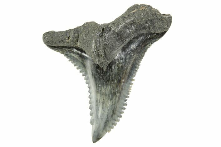 Snaggletooth Shark (Hemipristis) Tooth - South Carolina #372500